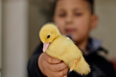 孩子拿着黄色的鸭子
